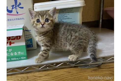 成約済の千葉県のマンチカン(短足)-91619の4枚目